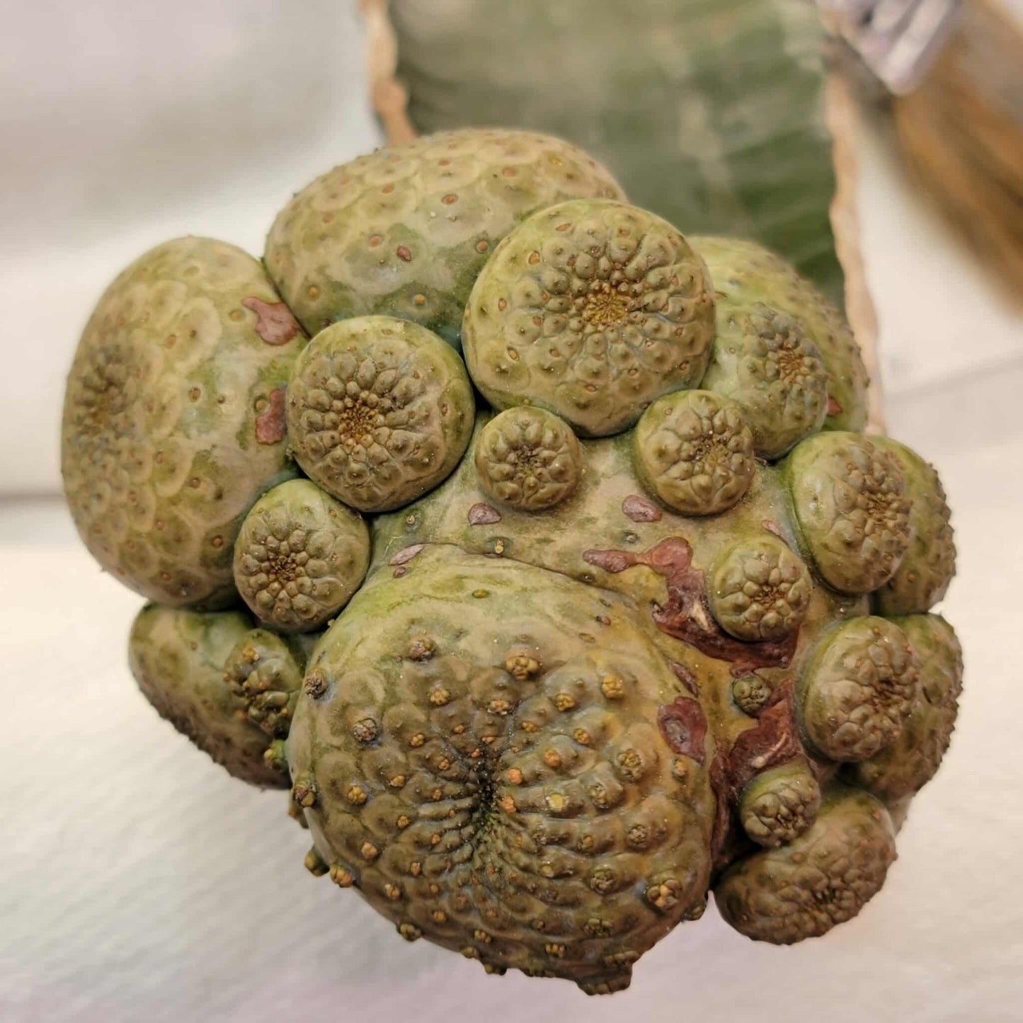 Euphorbia turbiniformis - HUGE - So many heads!!