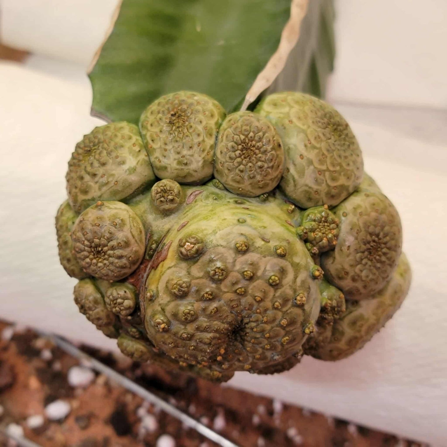 Euphorbia turbiniformis - HUGE - So many heads!!