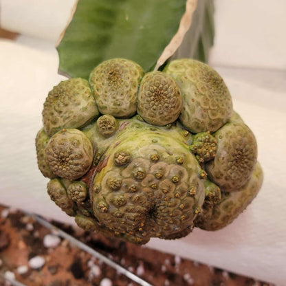 Euphorbia turbiniformis - HUGE - So many heads!!