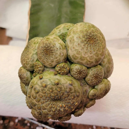 Euphorbia turbiniformis - HUGE - So many heads!!