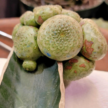 Euphorbia turbiniformis - HUGE - So many heads!!