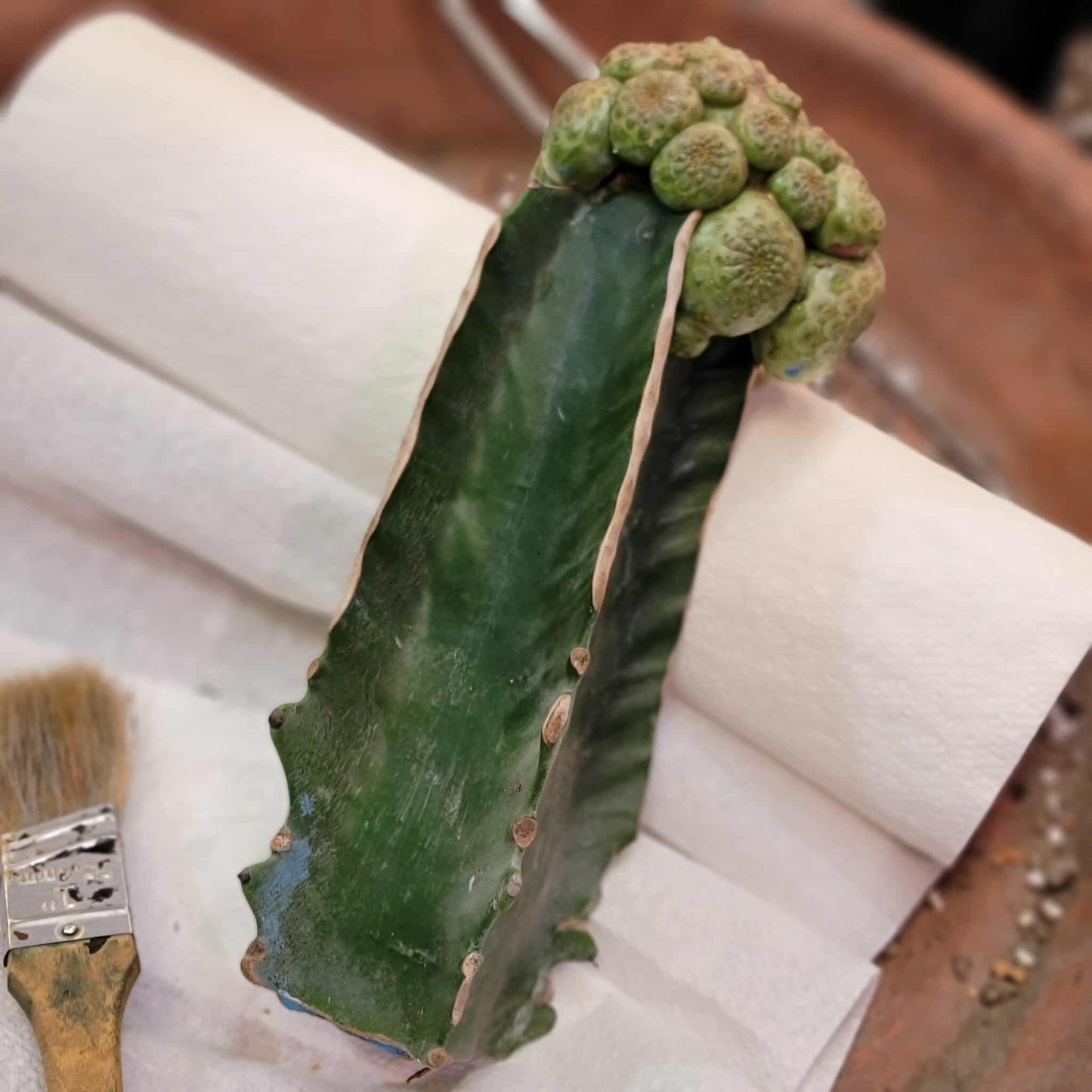 Euphorbia turbiniformis - HUGE - So many heads!!