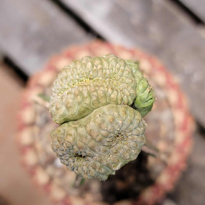 Euphorbia turbiniformis monstrosus