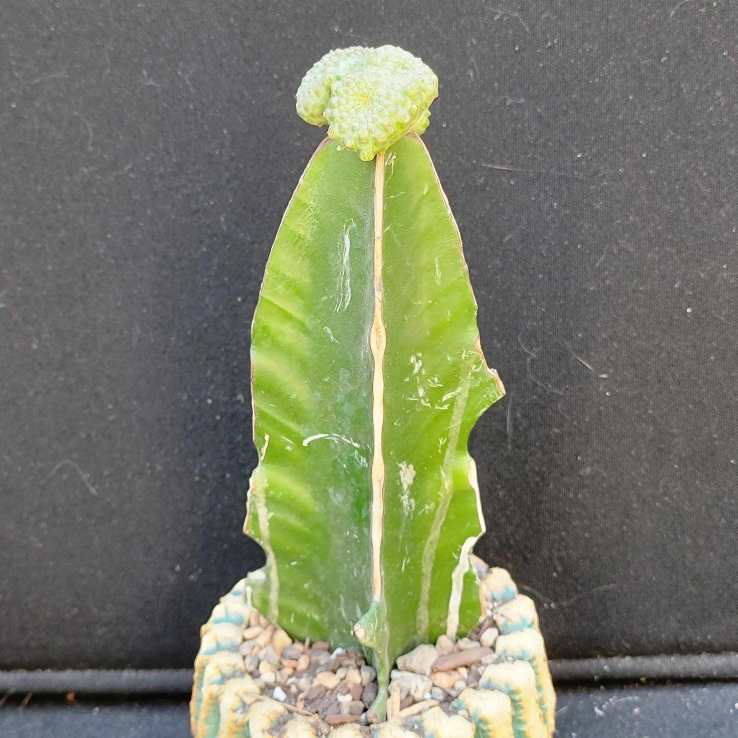 Euphorbia turbiniformis monstrosus