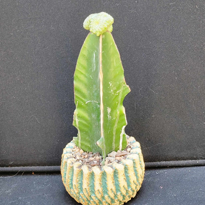 Euphorbia turbiniformis monstrosus