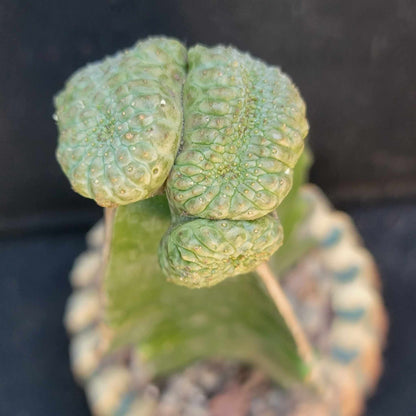 Euphorbia turbiniformis monstrosus