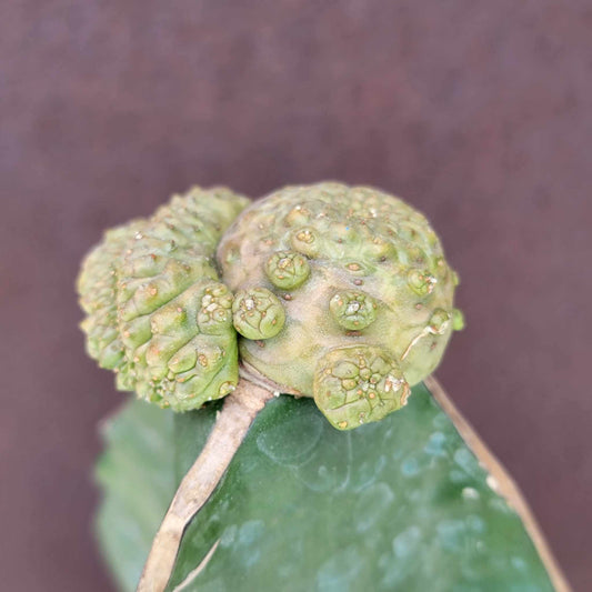 Euphorbia turbiniformis monstrosus