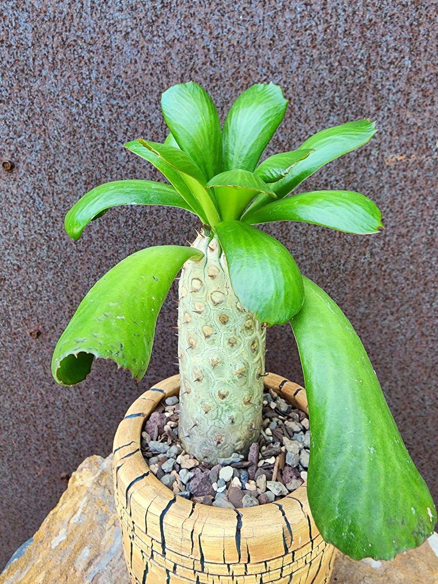 Euphorbia unispina