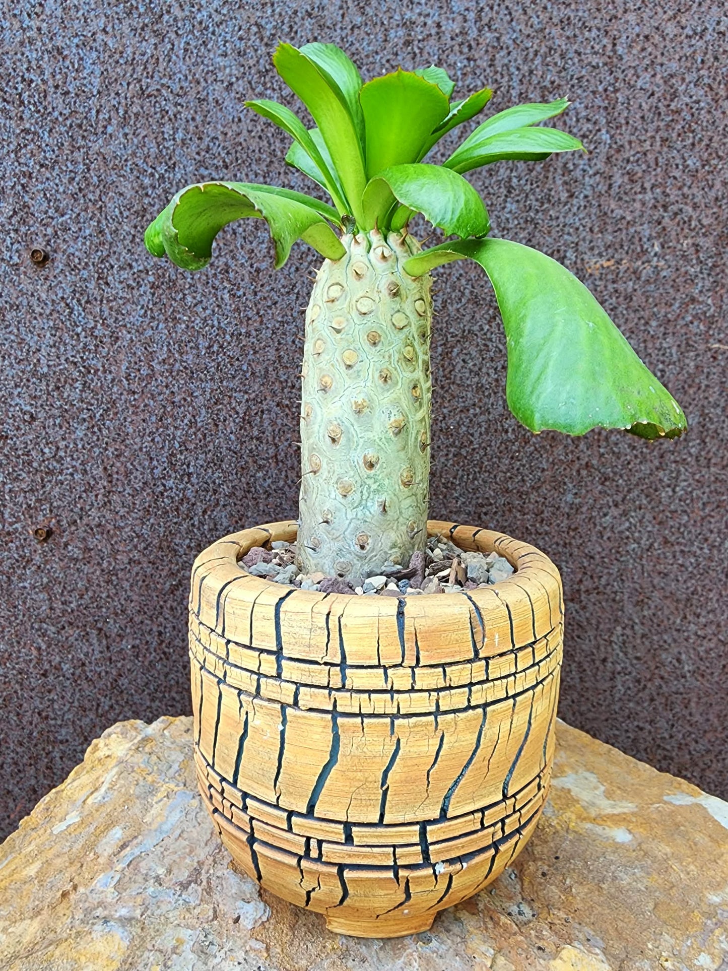 Euphorbia unispina