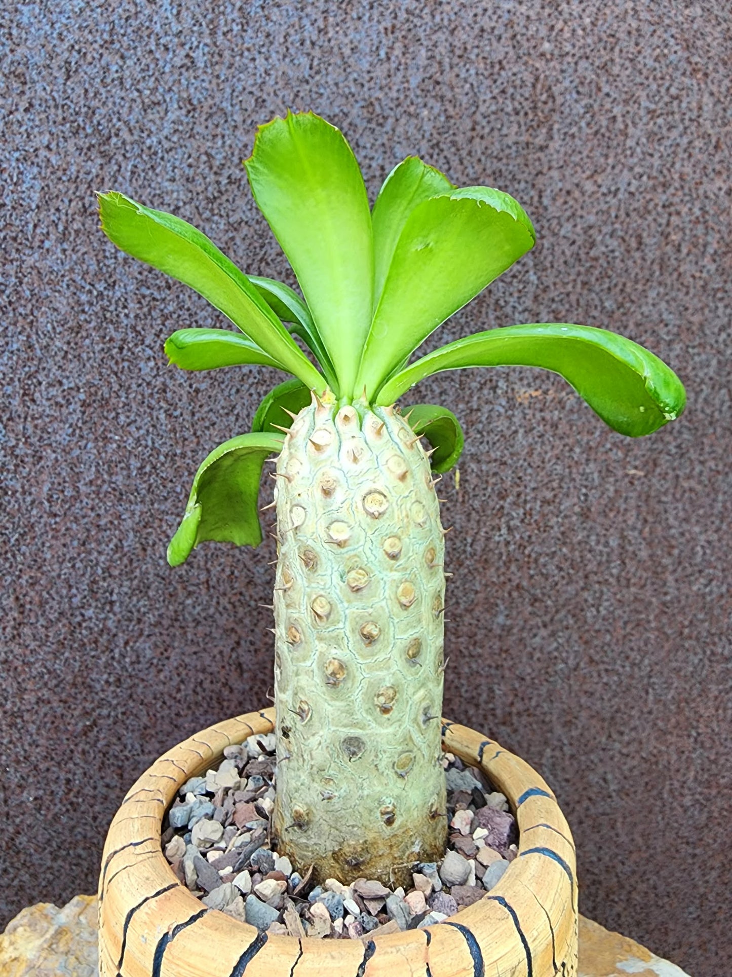 Euphorbia unispina