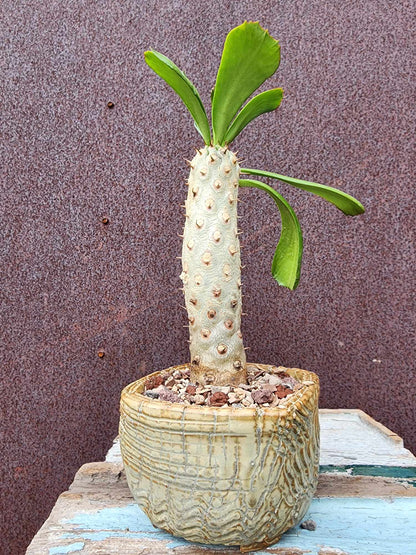 Euphorbia unispina