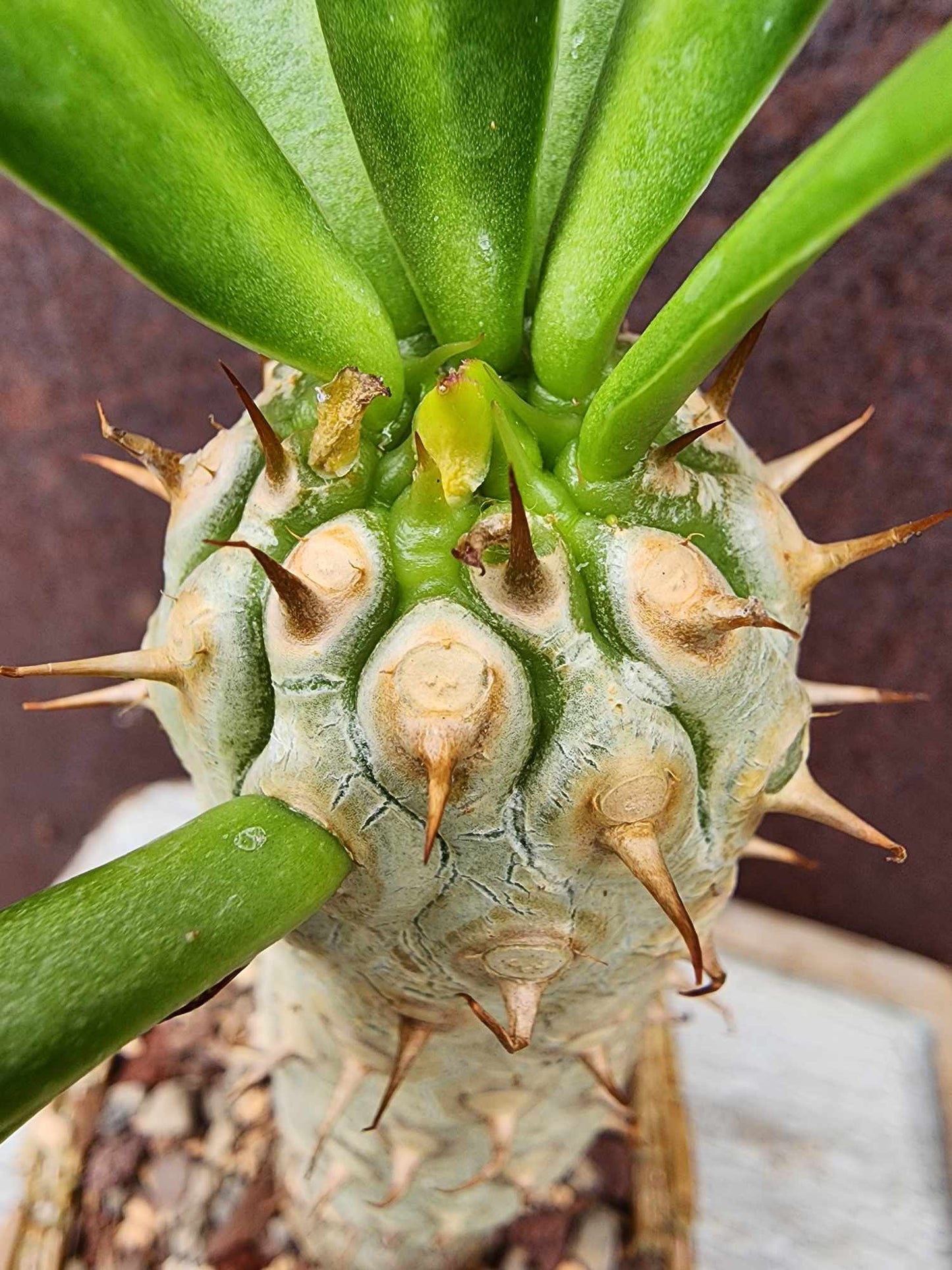 Euphorbia unispina euphorbia collector specimen