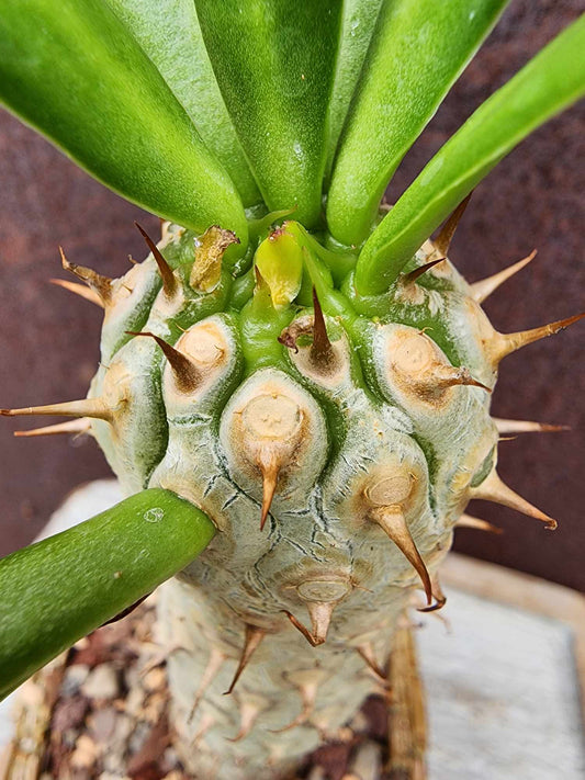 Euphorbia unispina euphorbia collector specimen