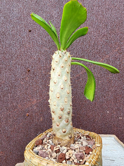 Euphorbia unispina