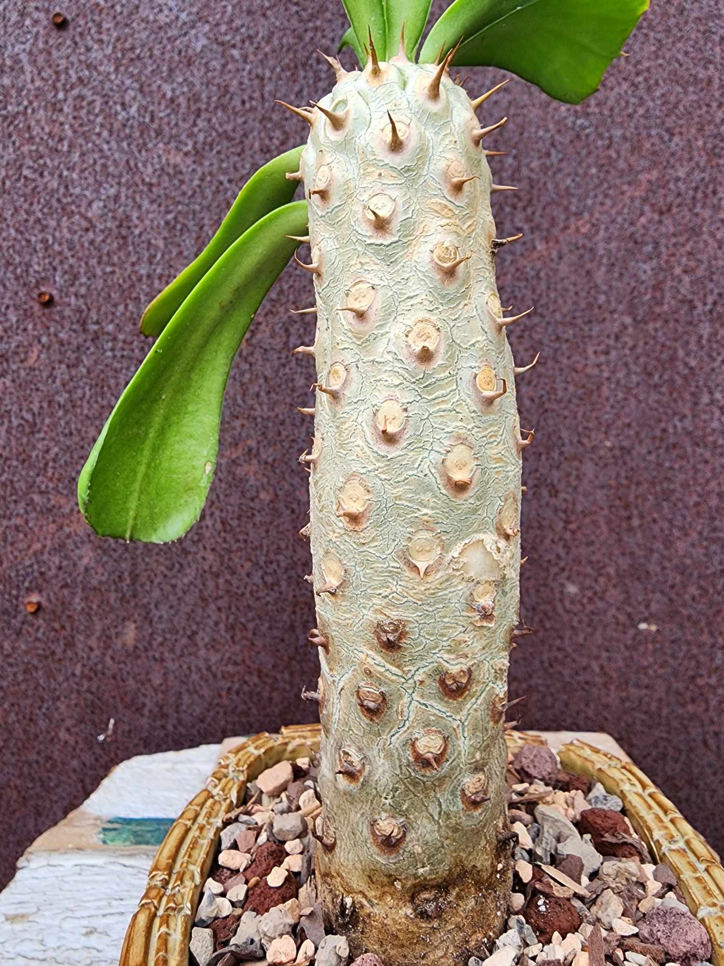Euphorbia unispina