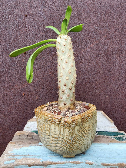 Euphorbia unispina
