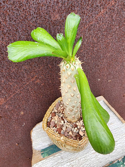 Euphorbia unispina