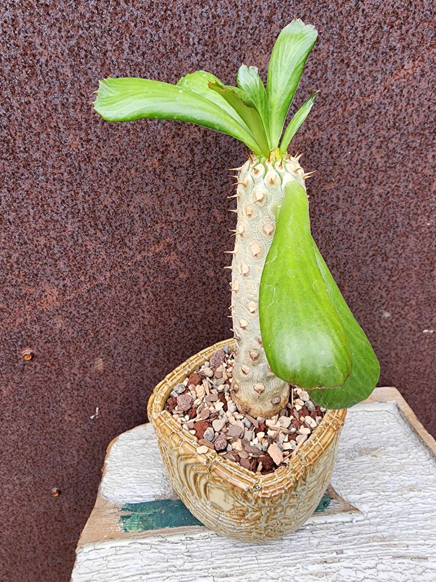 Euphorbia unispina