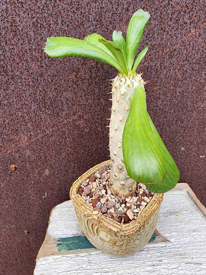 Euphorbia unispina