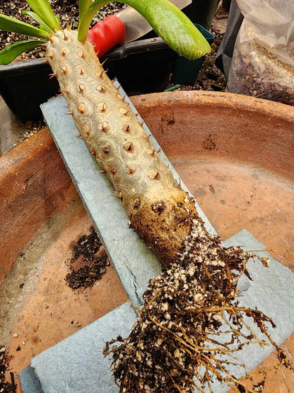 Euphorbia unispina
