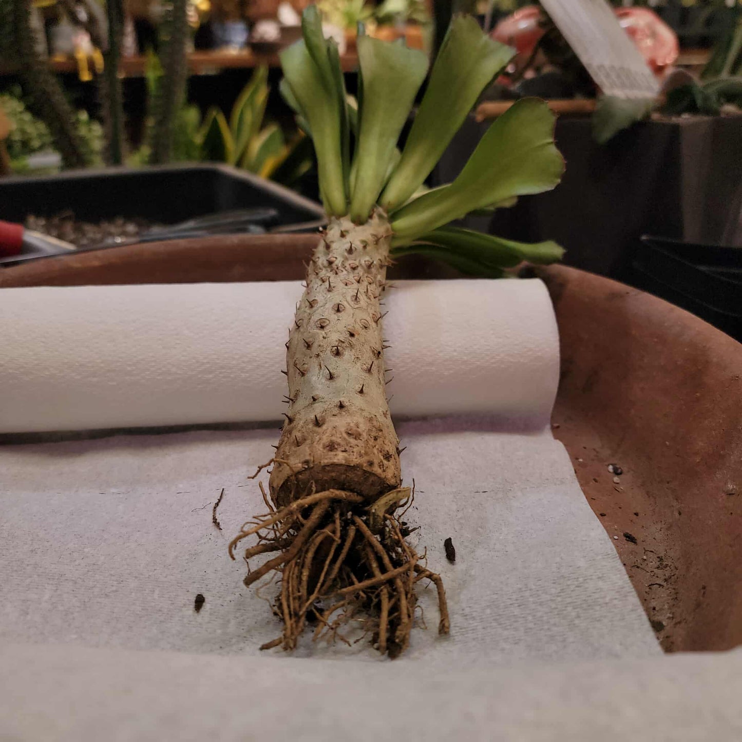 Euphorbia unispina