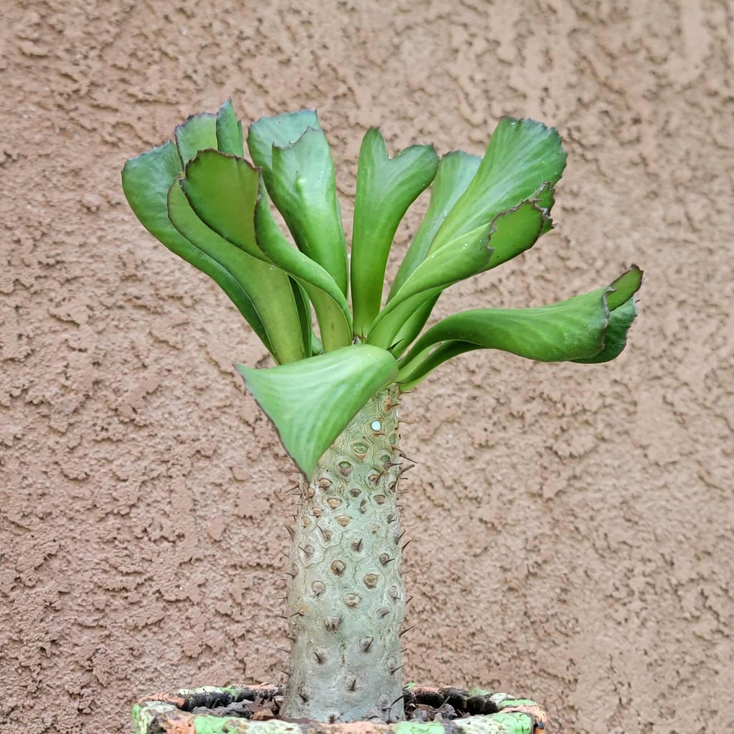 Euphorbia unispina