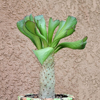 Euphorbia unispina