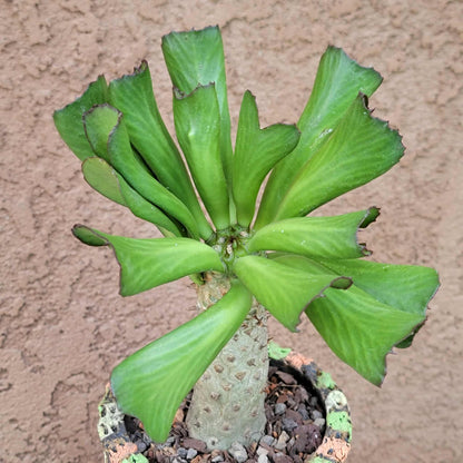 Euphorbia unispina