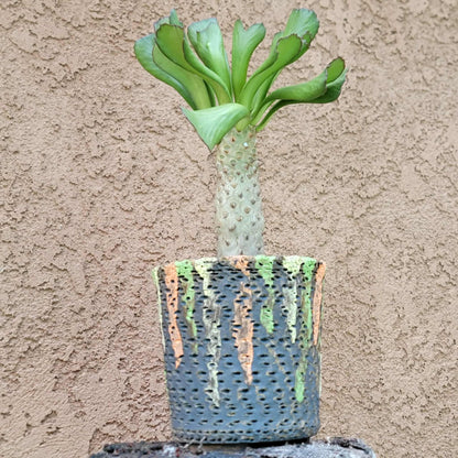 Euphorbia unispina