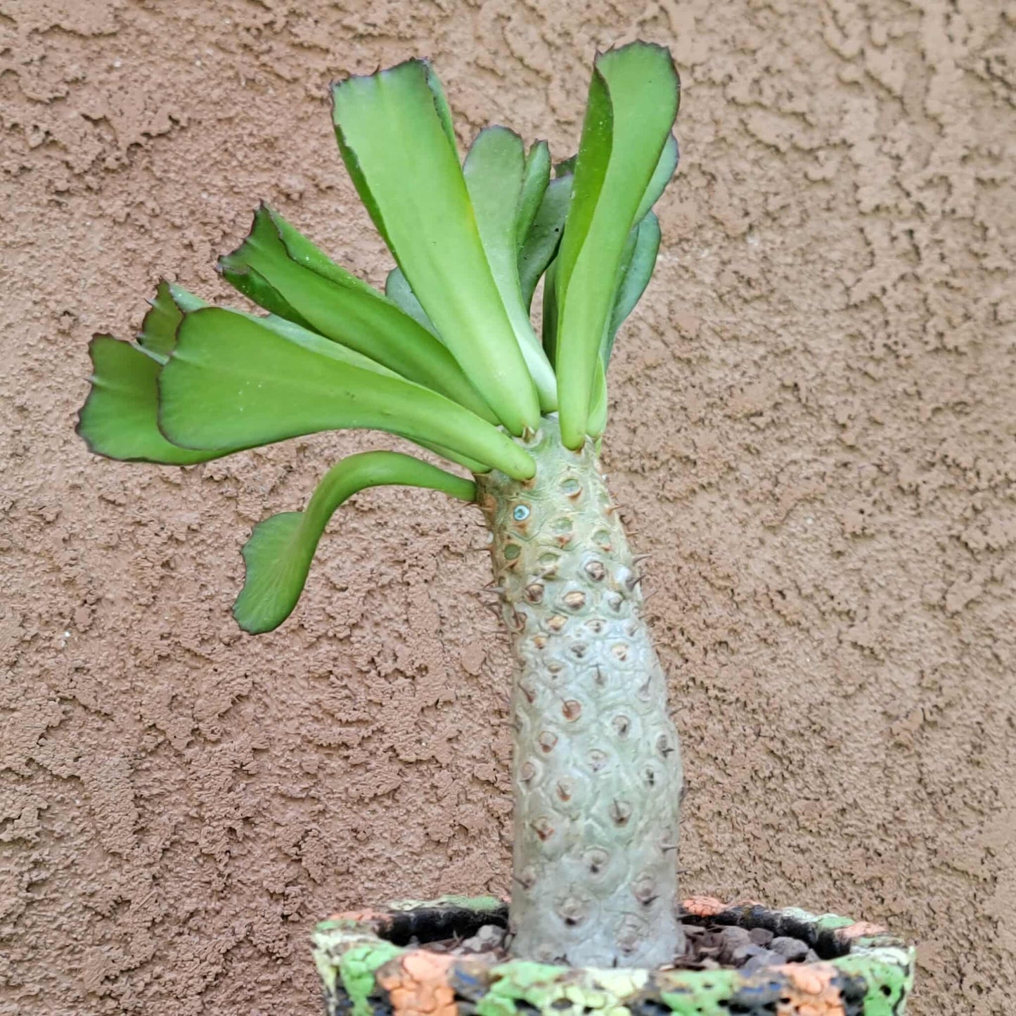 Euphorbia unispina