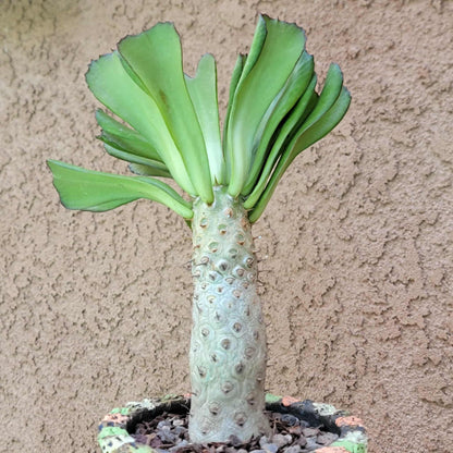 Euphorbia unispina