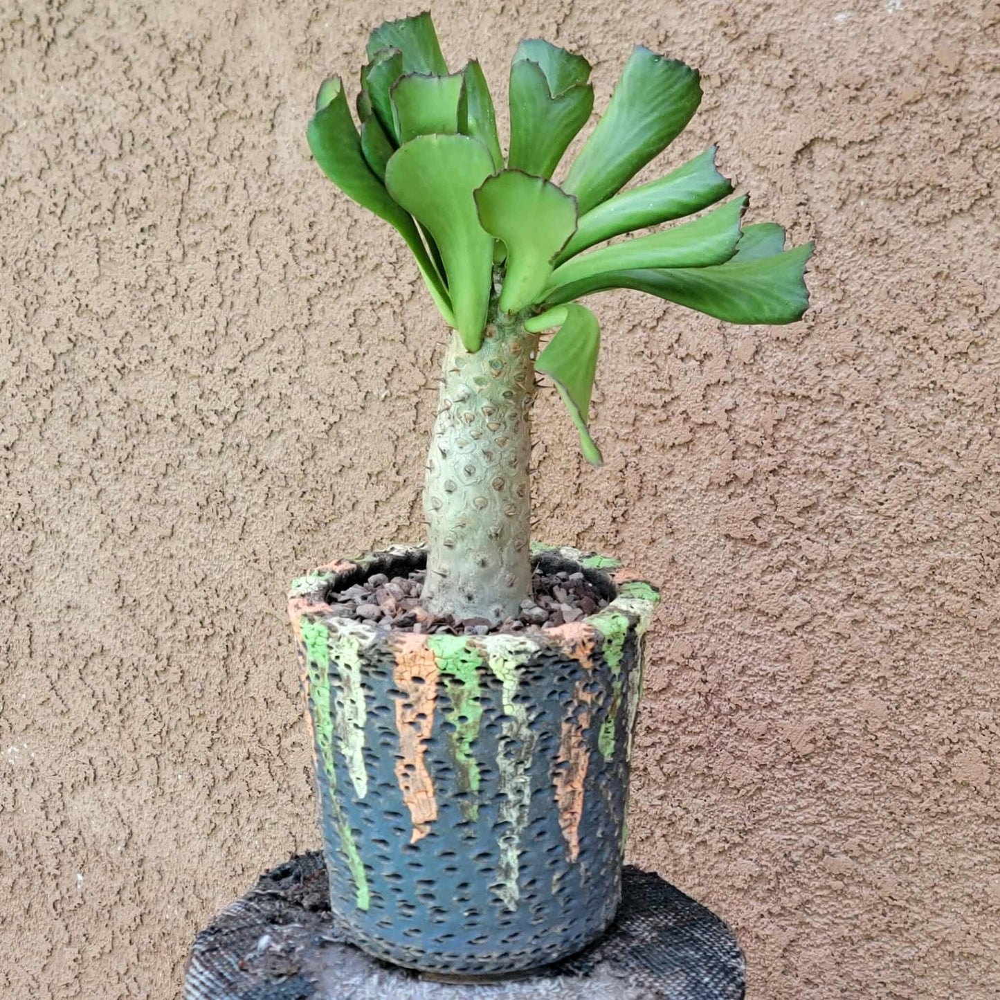 Euphorbia unispina