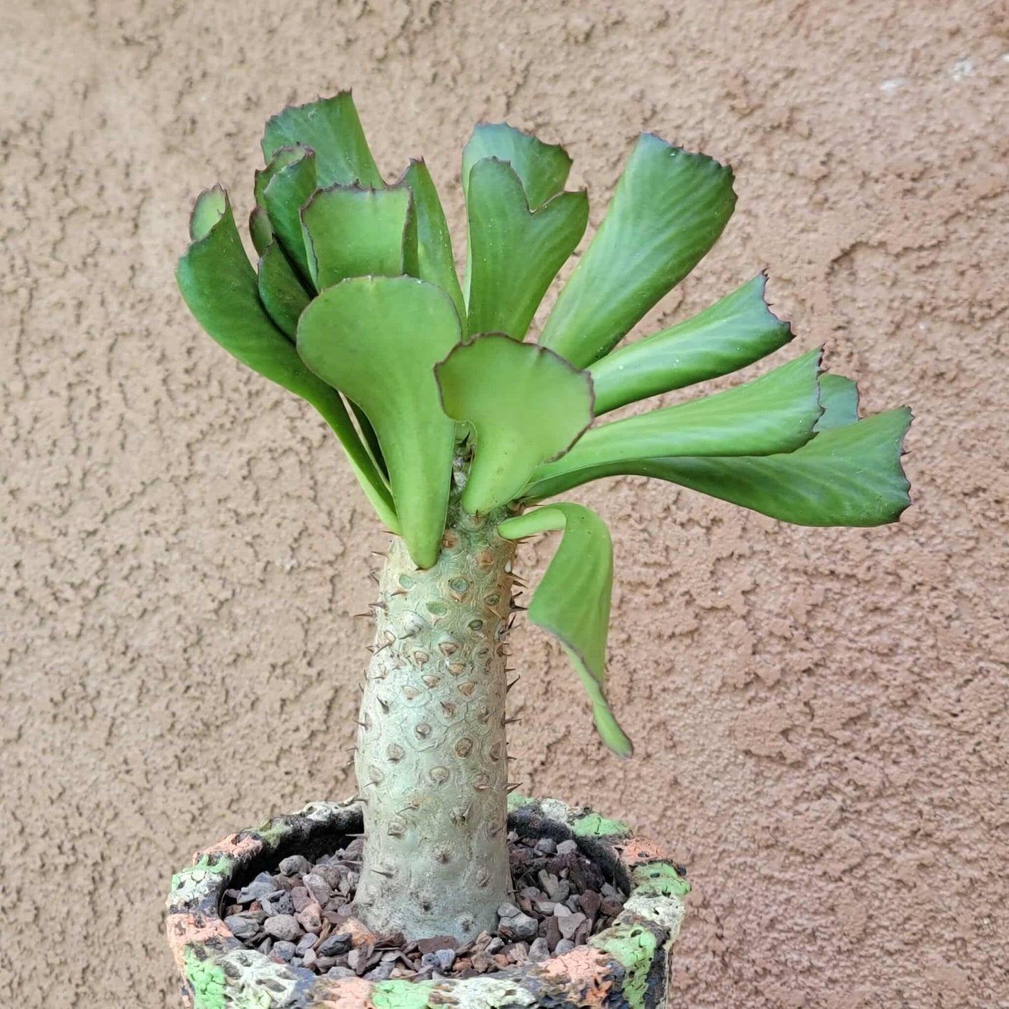 Euphorbia unispina