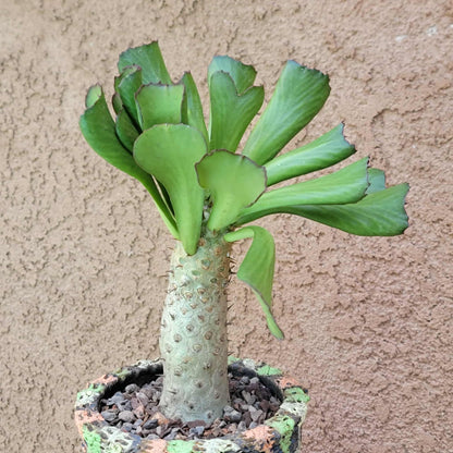 Euphorbia unispina