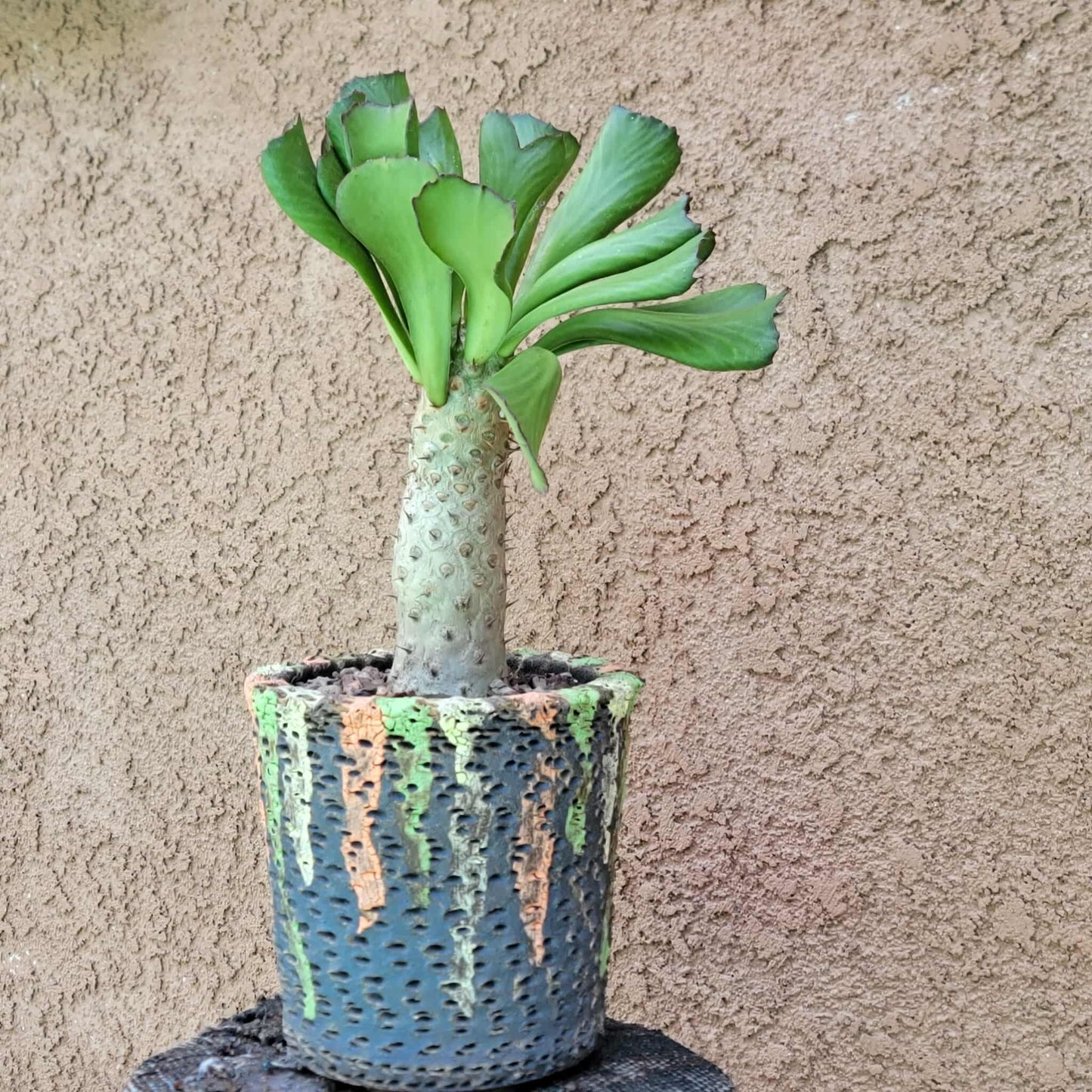 Euphorbia unispina