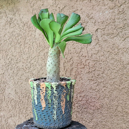 Euphorbia unispina
