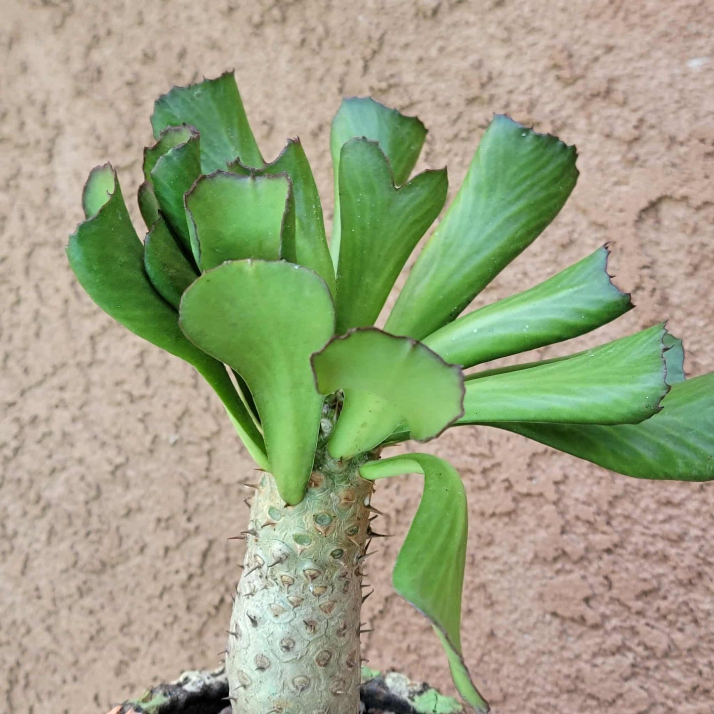 Euphorbia unispina