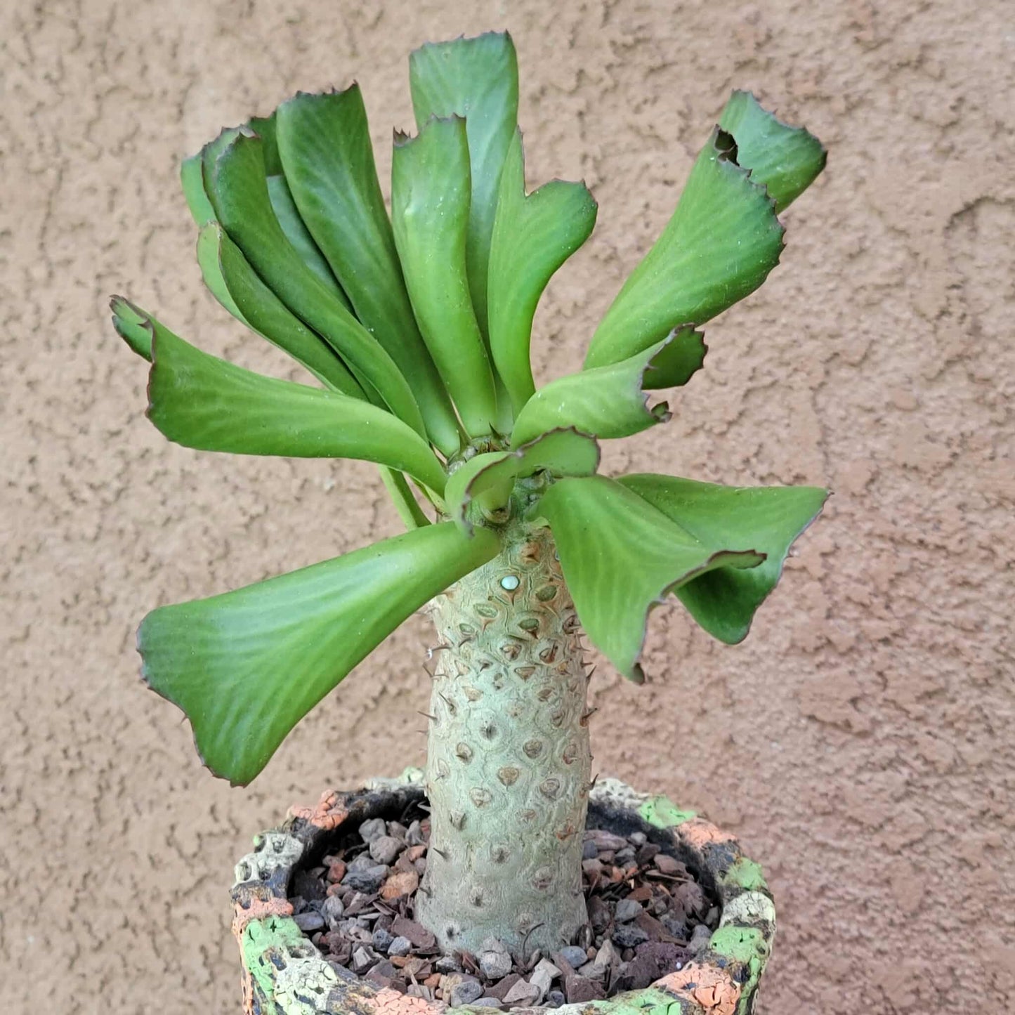 Euphorbia unispina