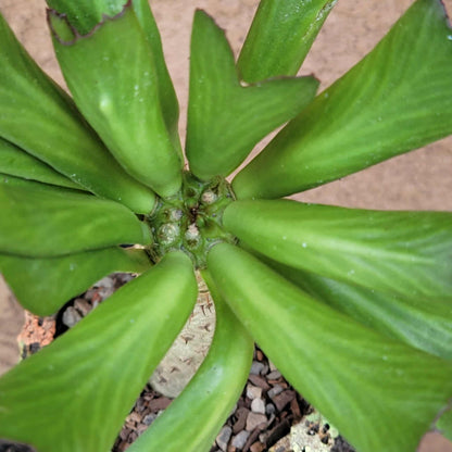 Euphorbia unispina