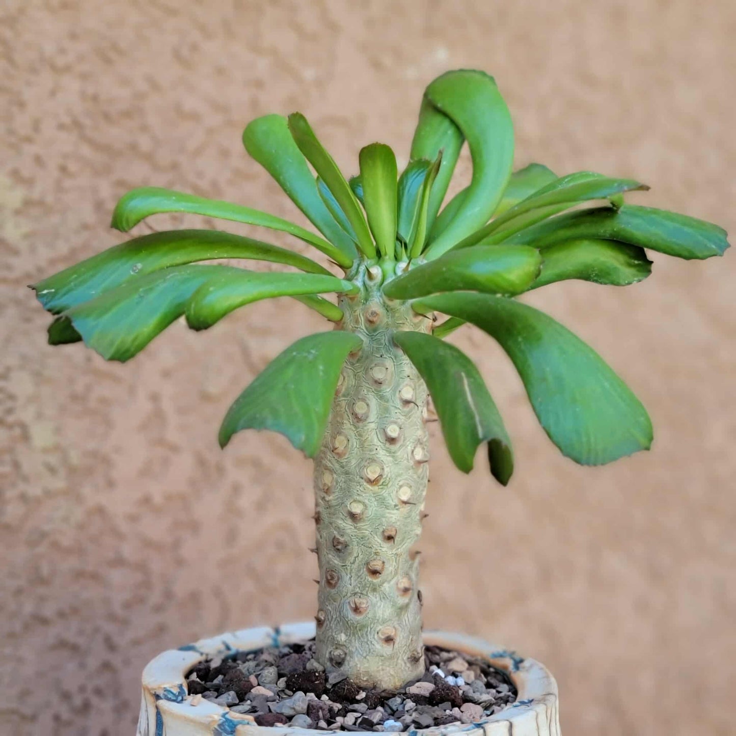 Euphorbia unispina