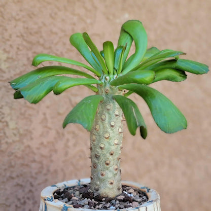 Euphorbia unispina