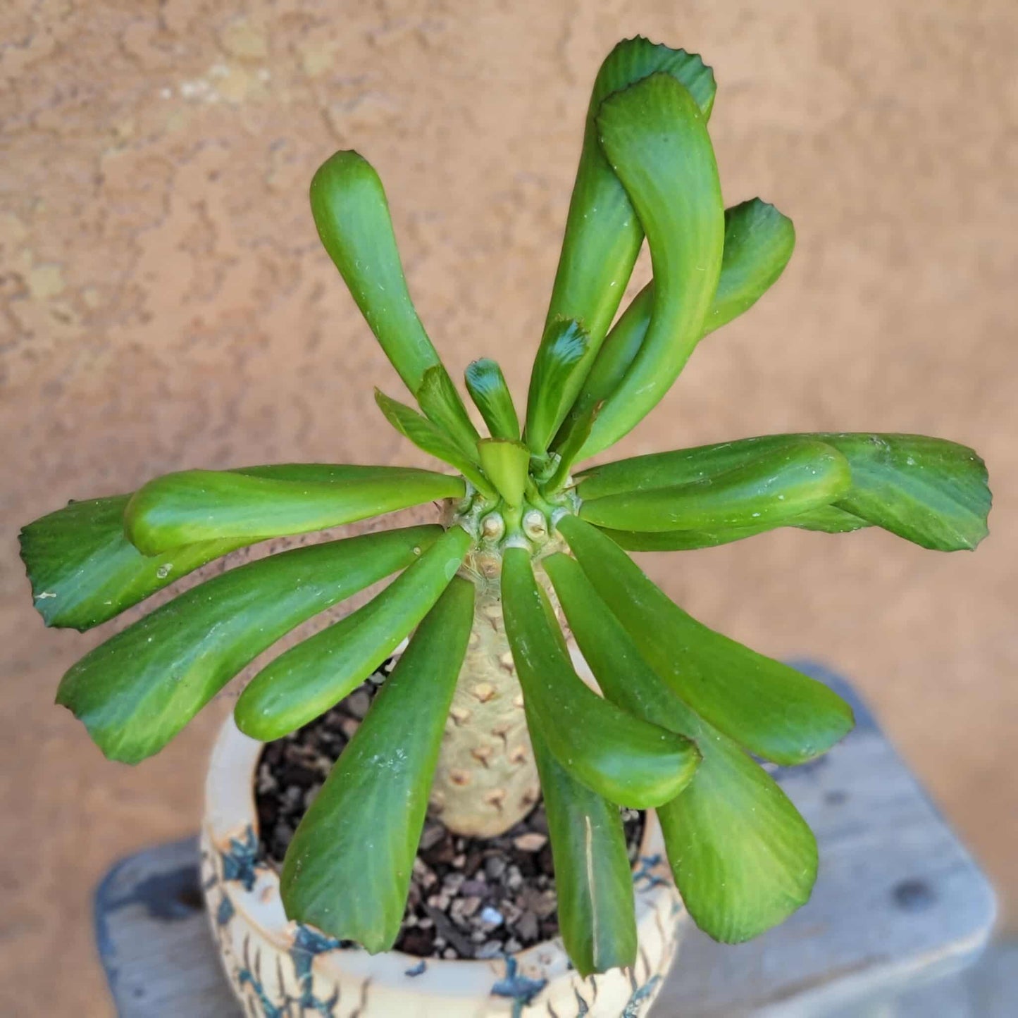 Euphorbia unispina