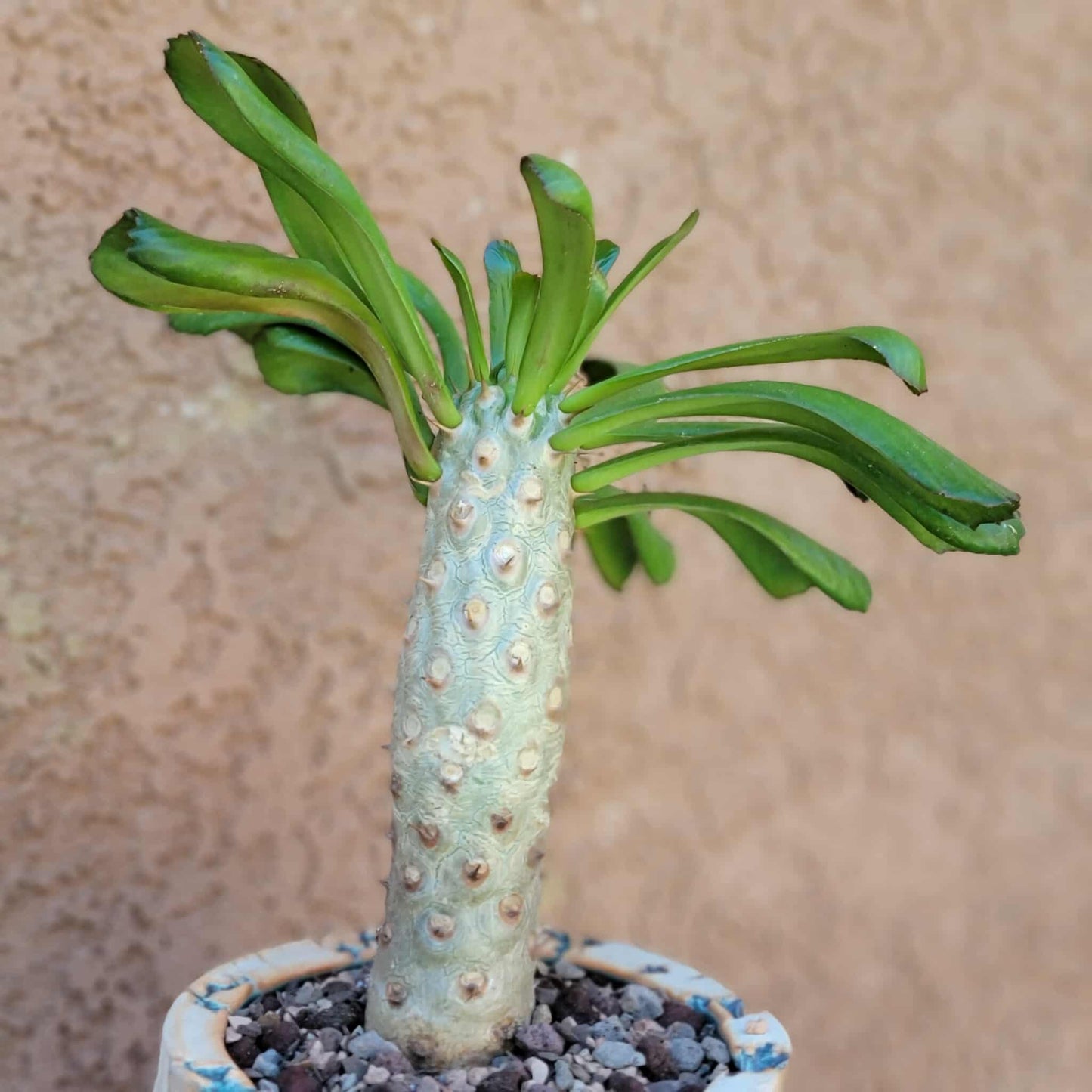 Euphorbia unispina