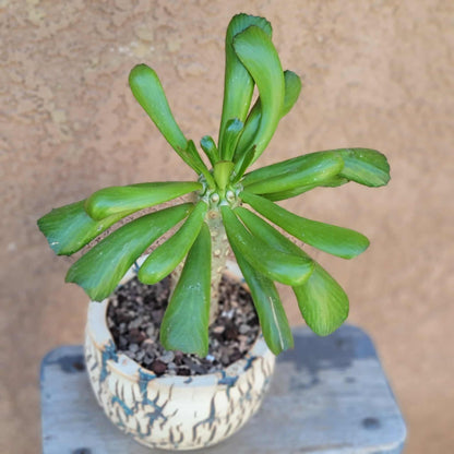 Euphorbia unispina