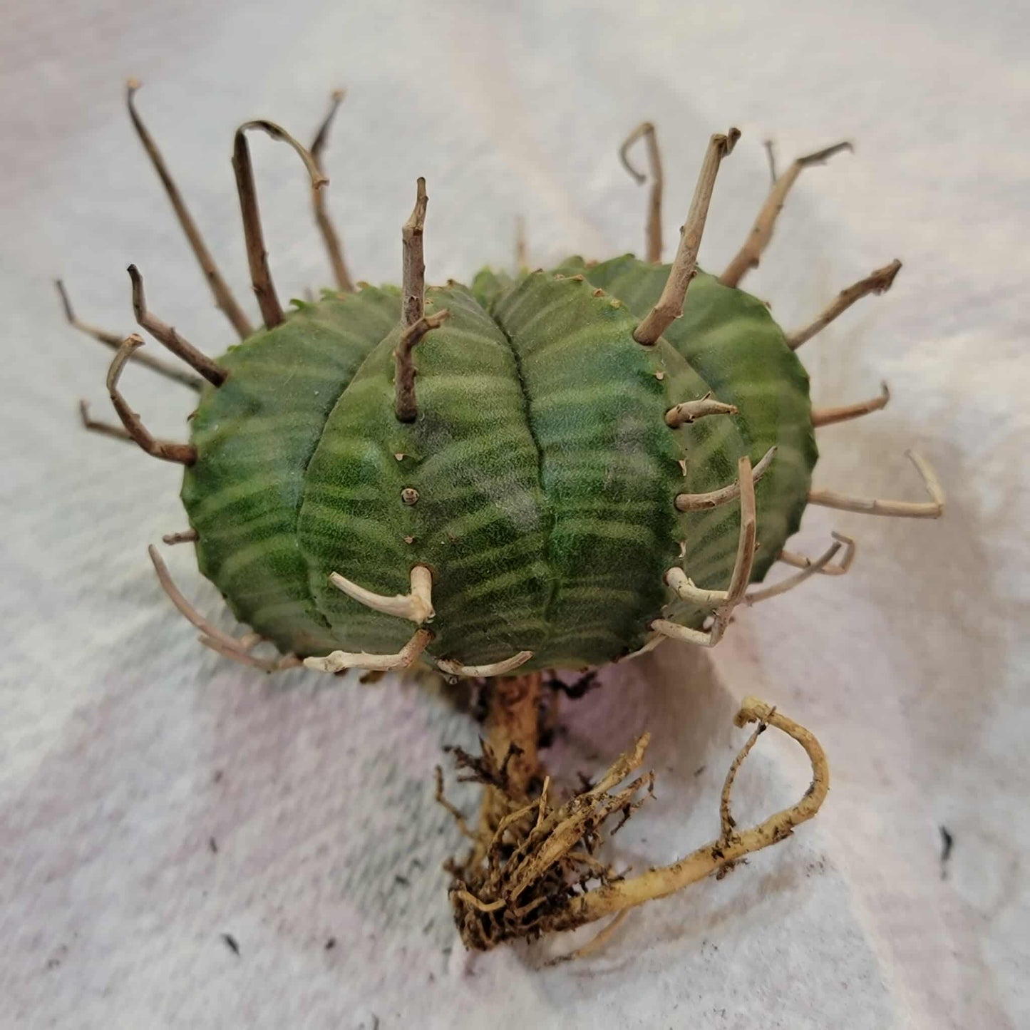 Euphorbia valida