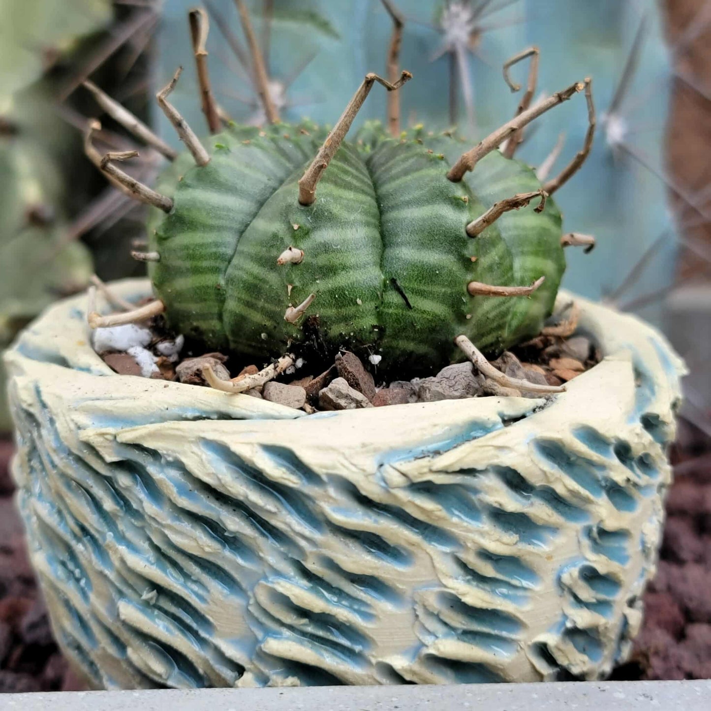 Euphorbia valida