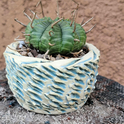 Euphorbia valida