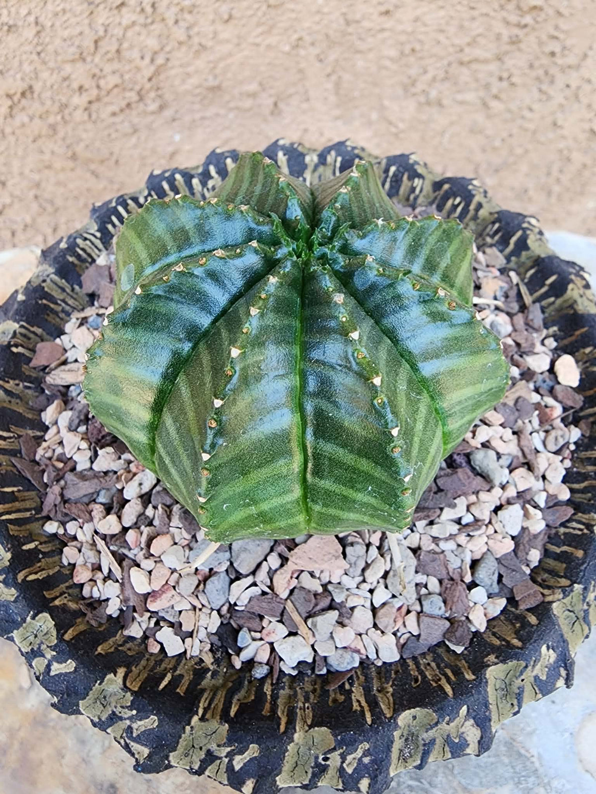 Euphorbia valida