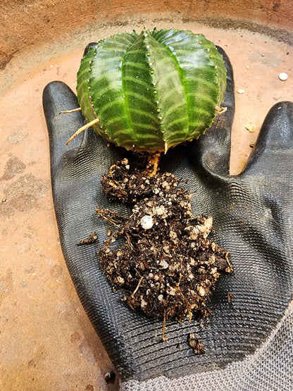 Euphorbia valida