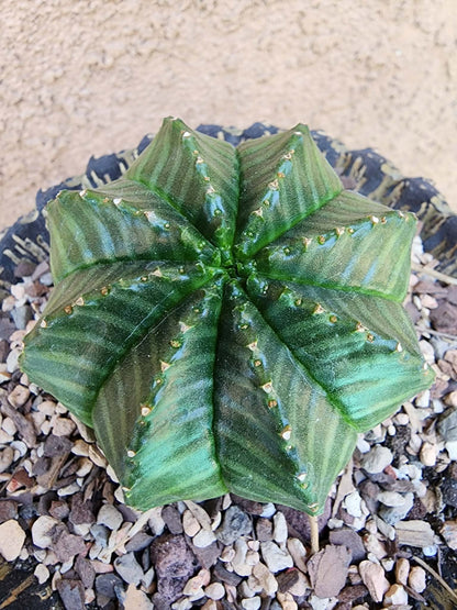 Euphorbia valida